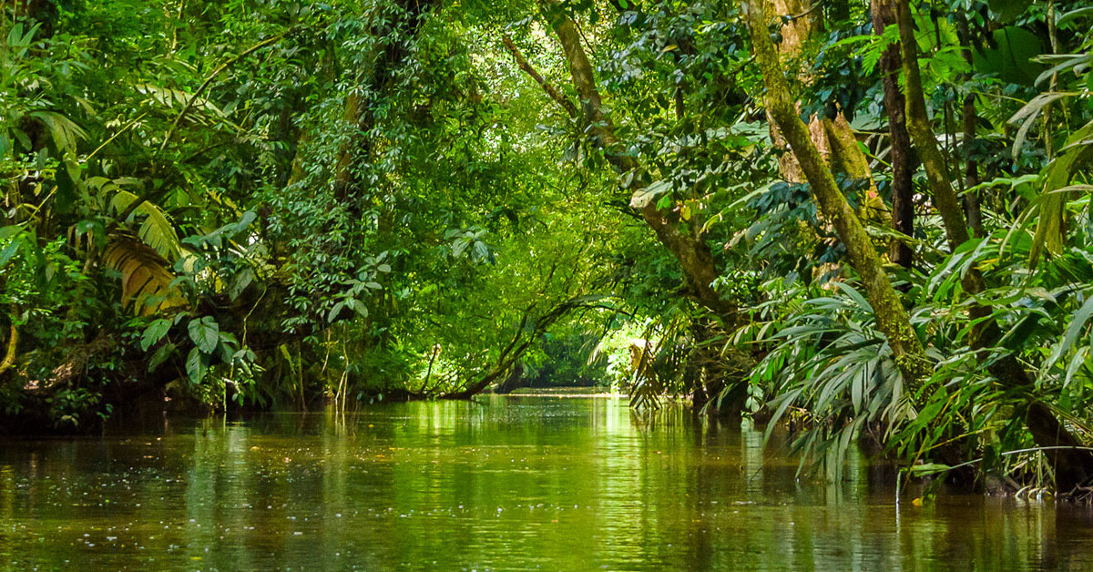 Tortuguero: dove la Conservazione ha trasformato il destino di una Foresta Incantata