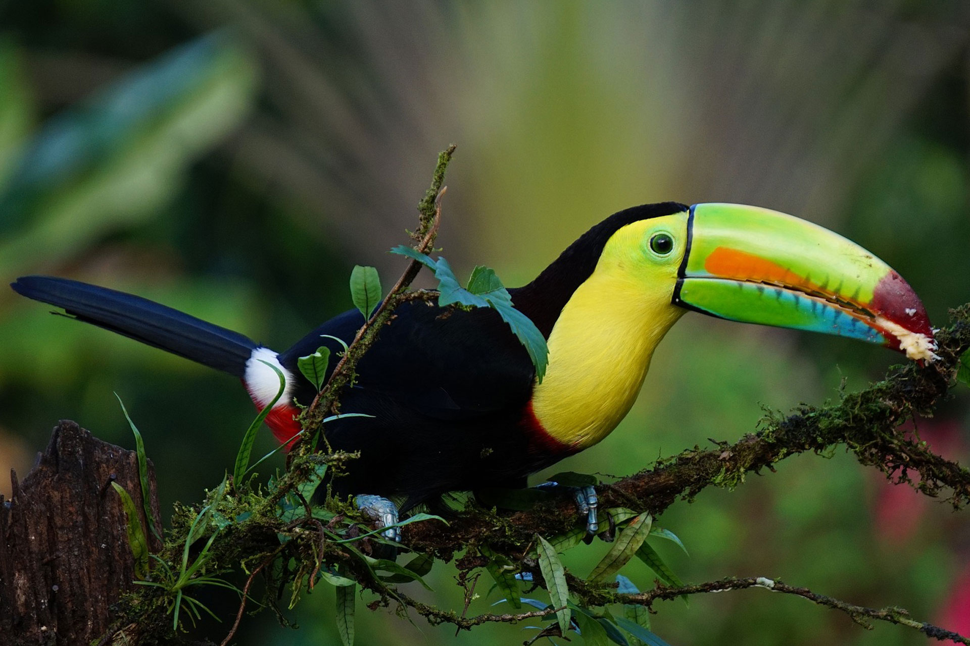 Piume colorate nella giungla tropicale